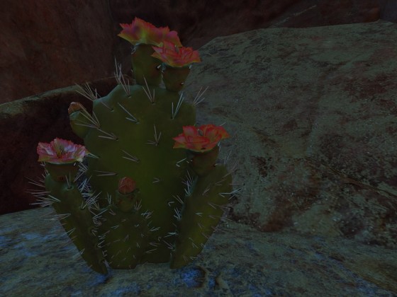 Kaktus wollte noch ein Bild von sich haben ... ;-)